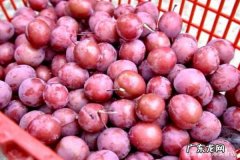 腌李子怎么做才好吃,怎样腌李子才好吃