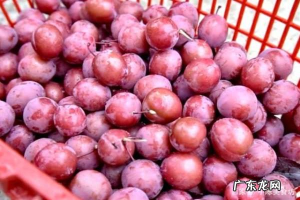 腌李子怎么做才好吃,怎样腌李子才好吃
