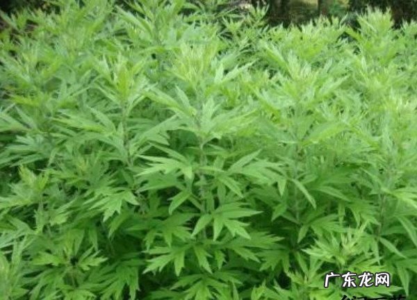怎么样用艾叶总结三种用法,怎样用艾叶总结三种用法
