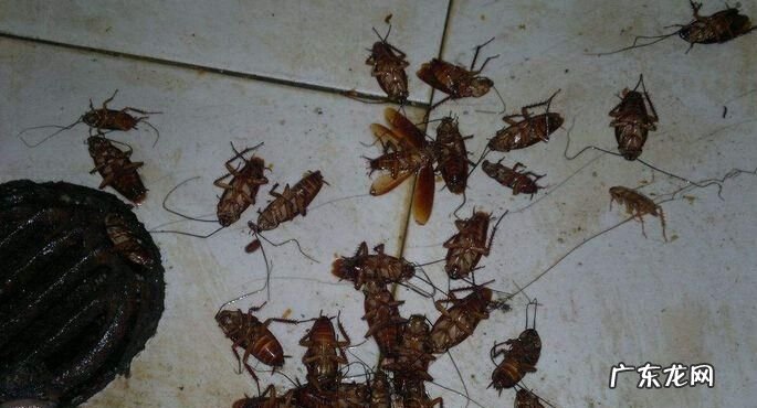 蟑螂害处少对人危害大,蟑螂有什么危害