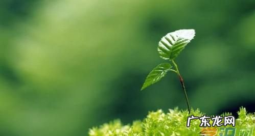 关于嫩芽的比喻句,柳树发芽写一个比喻句和一个拟人句三年级