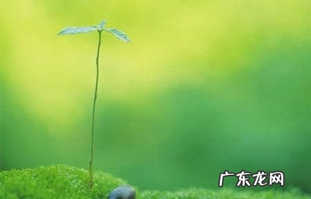 关于嫩芽的比喻句,柳树发芽写一个比喻句和一个拟人句三年级