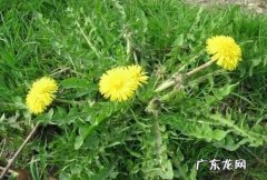 蒲公英花杆的功效,蒲公英花杆怎么处理炒茶