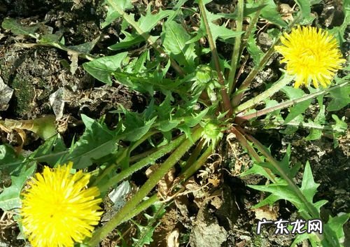 蒲公英花杆的功效,蒲公英花杆怎么处理炒茶