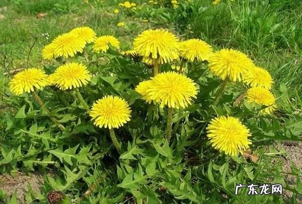 蒲公英花杆的功效,蒲公英花杆怎么处理炒茶