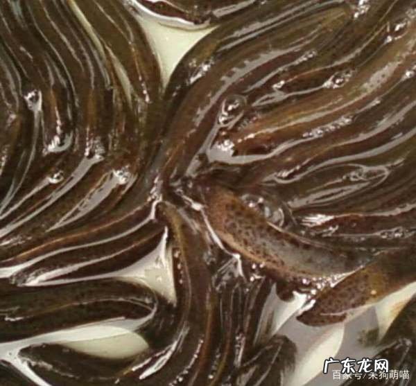 海泥鳅鱼的做法,泥鳅怎么做法最好吃