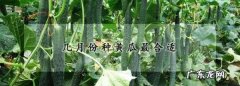 黄瓜几月份种合适,黄瓜几月份播种最适合