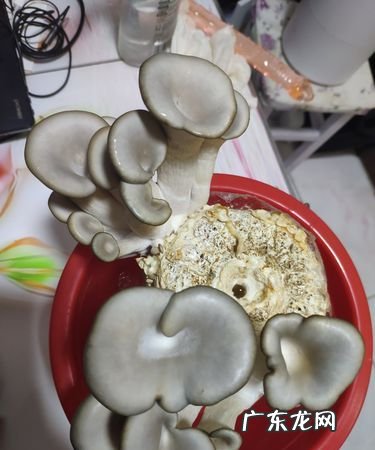 家里长蘑菇要怎么处理,墙面长蘑菇怎么处理干净