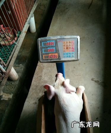 6斤有多重参照物,六斤肉有多大