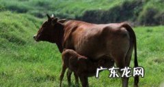 牛下跪的真相 你知道,牛下跪的科学解释