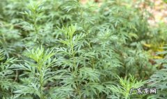 艾草长虫了怎么处理,种的艾草长虫怎么驱虫