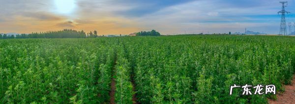 艾草长虫了怎么处理,种的艾草长虫怎么驱虫