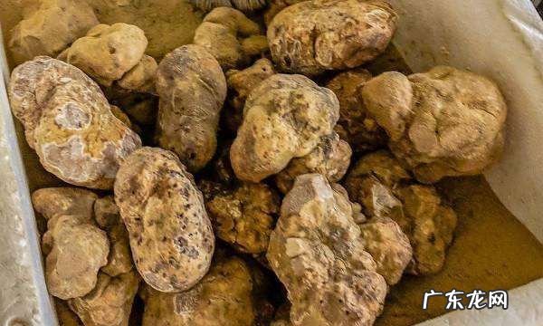 白松露是什么东西,白松露是什么东西功能是什么