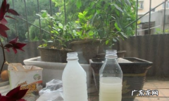 过期的牛奶如何浇花,过期牛奶浇花的正确方法