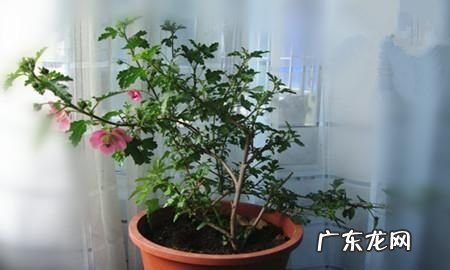 小木槿的养殖方法和注意事项,小木槿的养殖方法和注意事项 小木槿如何种植