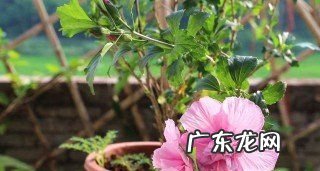 小木槿的养殖方法和注意事项,小木槿的养殖方法和注意事项 小木槿如何种植