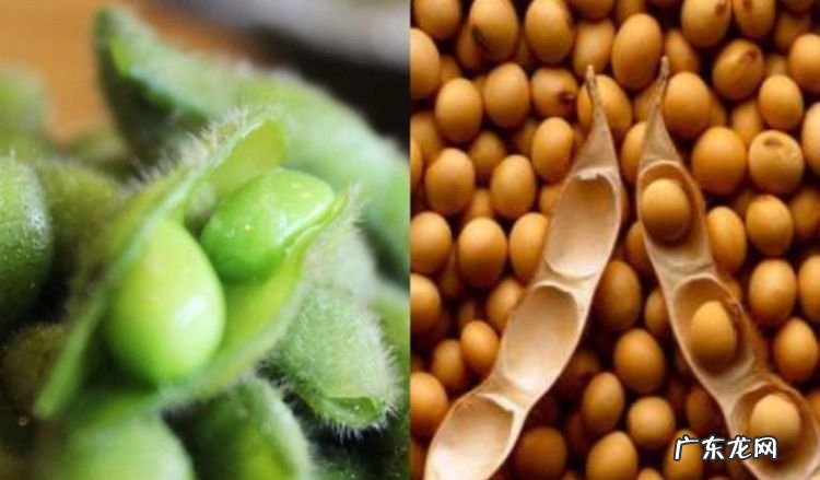 毛豆 黄豆 大豆有什么区别,毛豆是黄豆
