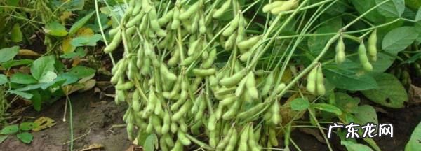 毛豆 黄豆 大豆有什么区别,毛豆是黄豆