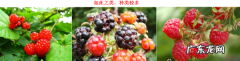 刺么果根熬水喝的功效,刺梅果煮水需要把里面的籽和毛去除