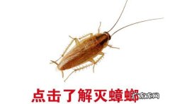 除蟑螂的药有哪些,灭蟑螂有效的药物有哪些