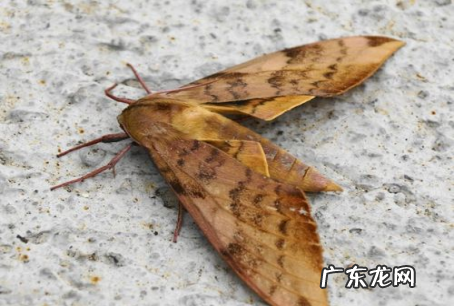 家里出现很多飞蛾是怎么回事,家里出现好多小飞蛾是怎么回事