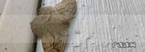 家里出现很多飞蛾是怎么回事,家里出现好多小飞蛾是怎么回事