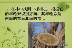 大自然有什么可以辨别方向,自然界中哪些现象可以用来辨别方向