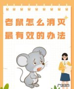 厨房有老鼠放怎么处理最有效,厨房有老鼠怎么办能除根
