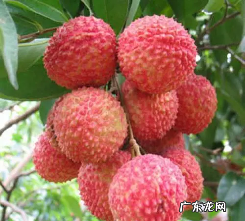 妃子笑荔枝怎么选,桂味荔枝和妃子笑荔枝哪个好吃