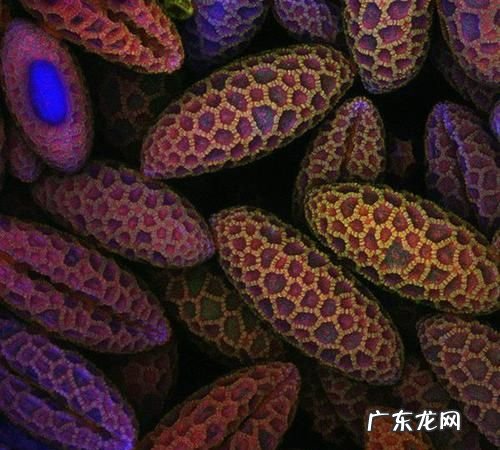 显微摄影术是什么,显微摄影的介绍
