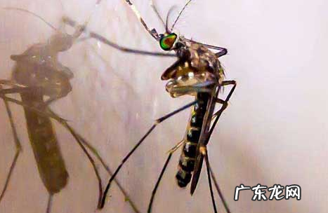 家里如何灭蚊,灭蚊方法
