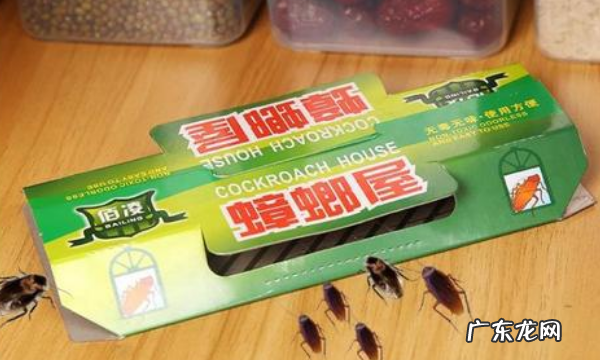 蟑螂怎样彻底消灭,蟑螂怎么消灭最干净彻底的方法知乎