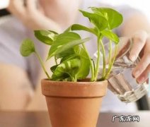 淘米水浇花屋里臭怎么办,淘米水浇了花之后发酵了很臭怎么办