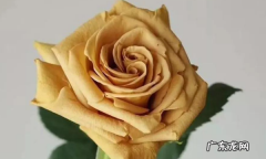 2朵玫瑰花花语是什么,二十一朵玫瑰花的花语是什么意思