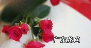 2朵玫瑰花花语是什么,二十一朵玫瑰花的花语是什么意思