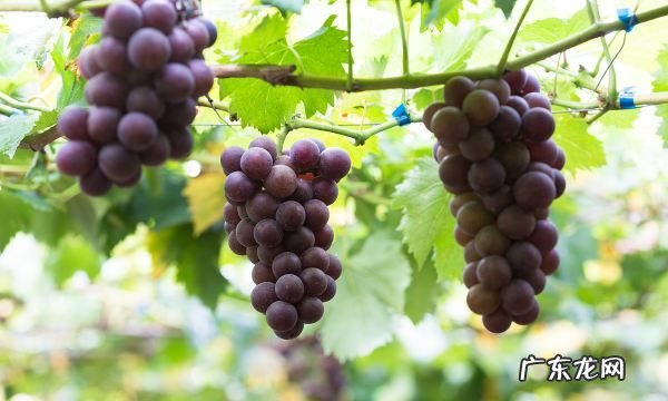 阳台盆栽葡萄种植方法,阳台种葡萄树的方法是什么