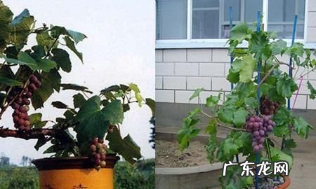 阳台盆栽葡萄种植方法,阳台种葡萄树的方法是什么
