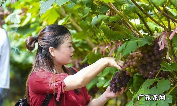 阳台盆栽葡萄种植方法,阳台种葡萄树的方法是什么