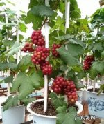 阳台盆栽葡萄种植方法,阳台种葡萄树的方法是什么