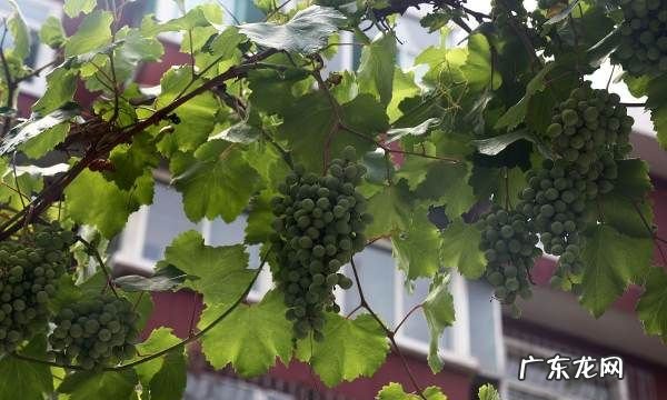 阳台盆栽葡萄种植方法,阳台种葡萄树的方法是什么