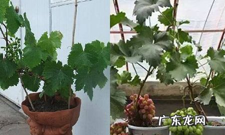 阳台盆栽葡萄种植方法,阳台种葡萄树的方法是什么
