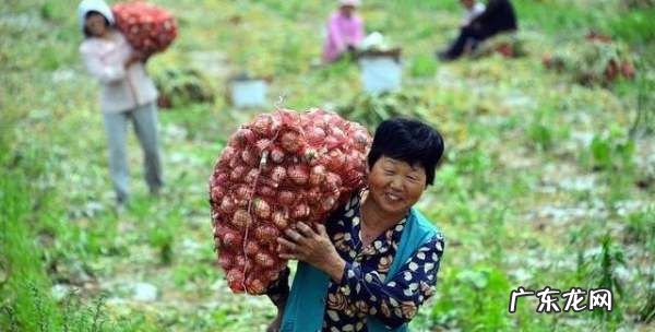 大量的大蒜如何晾干,大蒜太多了怎么处理
