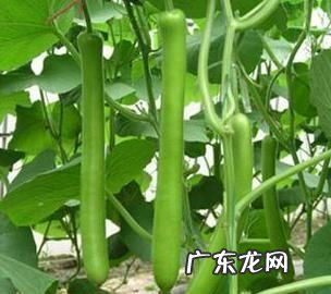 护瓜的功效和作用是什么,芦瓜的功效和作用是什么