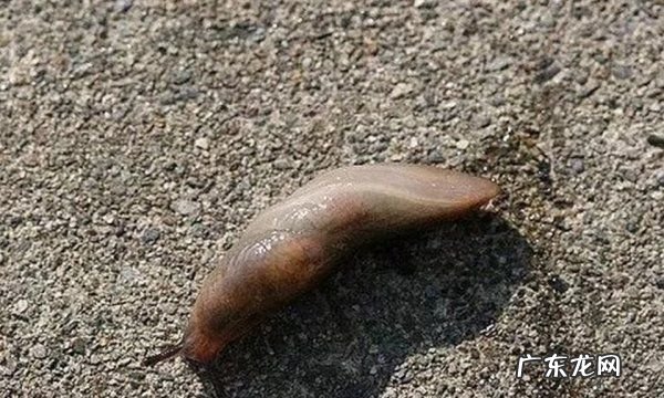 厨房为什么有无壳蜗牛,厨房出现没有壳的蜗牛怎么办