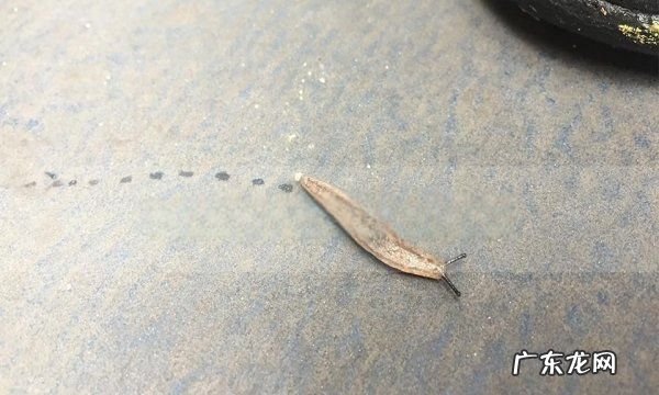 厨房为什么有无壳蜗牛,厨房出现没有壳的蜗牛怎么办