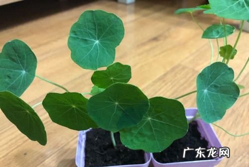 旱荷花怎么养护,旱荷花怎么养才旺盛
