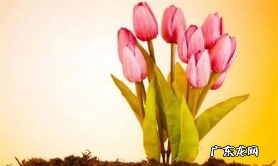 旱荷花怎么养护,旱荷花怎么养才旺盛