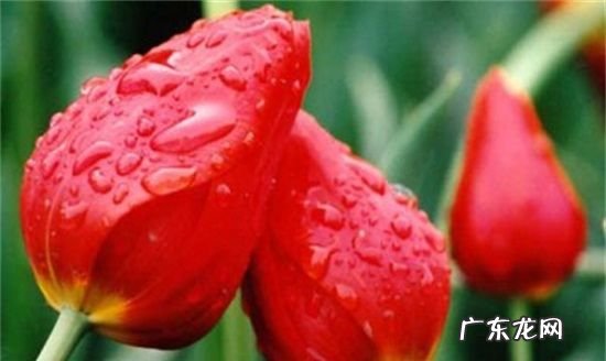 旱荷花怎么养护,旱荷花怎么养才旺盛