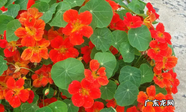 旱荷花怎么养护,旱荷花怎么养才旺盛