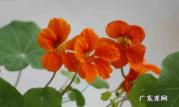 旱荷花怎么养护,旱荷花怎么养才旺盛